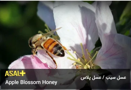 عسل سیب Apple Honey عسل پلاس 06
