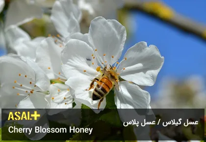 عسل گیلاس Cherry Honey عسل پلاس 01
