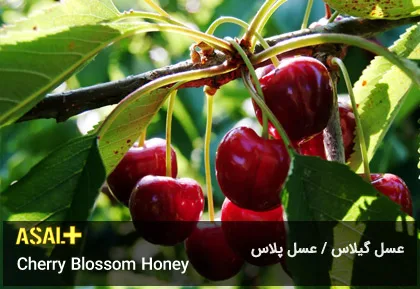 عسل گیلاس Cherry Honey عسل پلاس 02