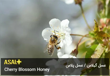 عسل گیلاس Cherry Honey عسل پلاس 03