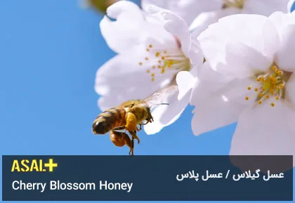 عسل گیلاس Cherry Honey عسل پلاس 04