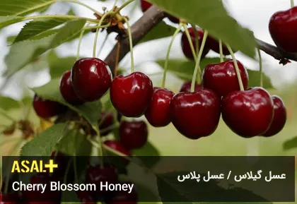 عسل گیلاس Cherry Honey عسل پلاس 05