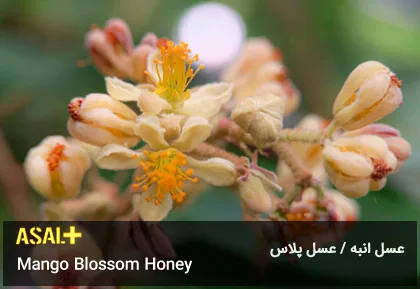 عسل انبه Mango Blossom Honey عسل پلاس 03