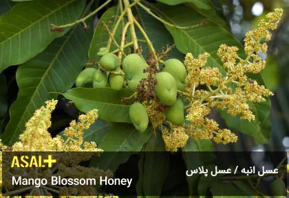 عسل انبه Mango Blossom Honey عسل پلاس 05