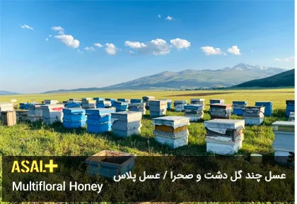 عسل چند گل دشت Multifloral Honey عسل پلاس 01