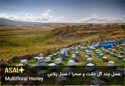 عسل چند گل دشت Multifloral Honey عسل پلاس 05