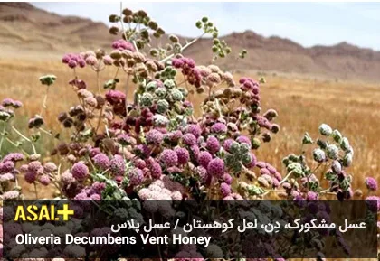 عسل مشکورک Oliveria Decumbens Vent Honey عسل پلاس 01
