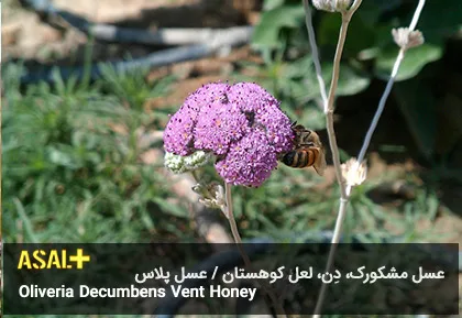 عسل مشکورک Oliveria Decumbens Vent Honey عسل پلاس 02