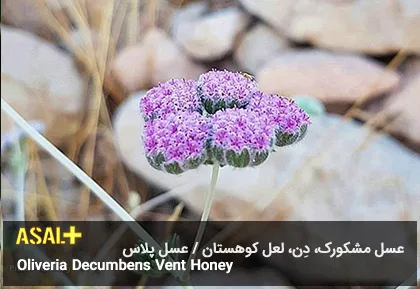 عسل مشکورک Oliveria Decumbens Vent Honey عسل پلاس 03