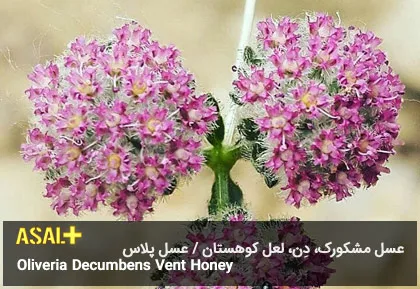 عسل مشکورک Oliveria Decumbens Vent Honey عسل پلاس 04