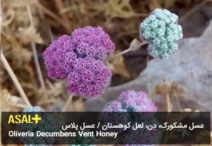 عسل مشکورک Oliveria Decumbens Vent Honey عسل پلاس 05