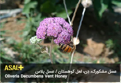 عسل مشکورک Oliveria Decumbens Vent Honey عسل پلاس 06
