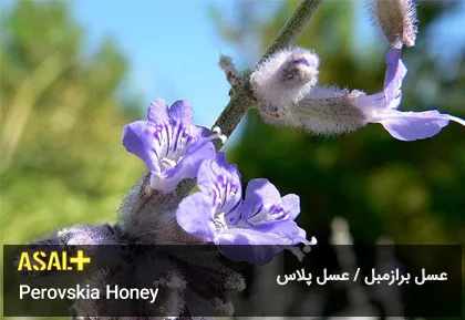 عسل برازمبل Perovskia Honey عسل پلاس 01