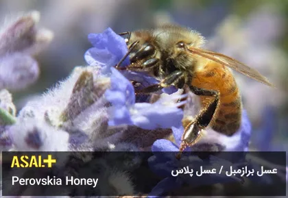 عسل برازمبل Perovskia Honey عسل پلاس 05