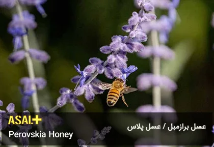 عسل برازمبل Perovskia Honey عسل پلاس 06