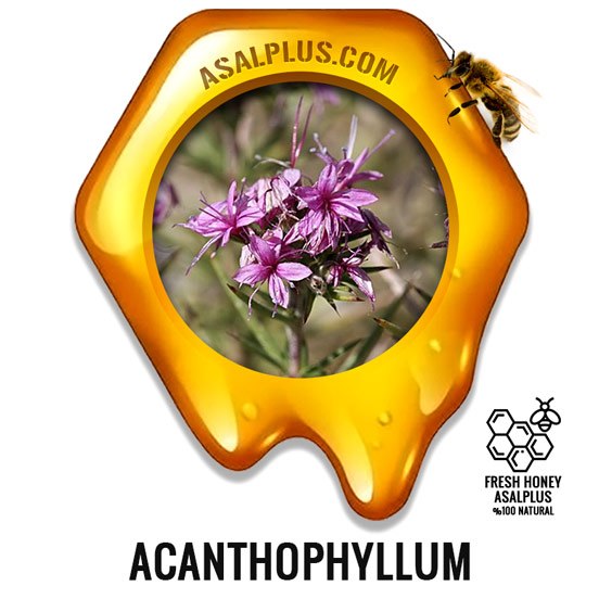 عسل-خارچوبه-acanthophyllum-Honey-عسل-پلاس