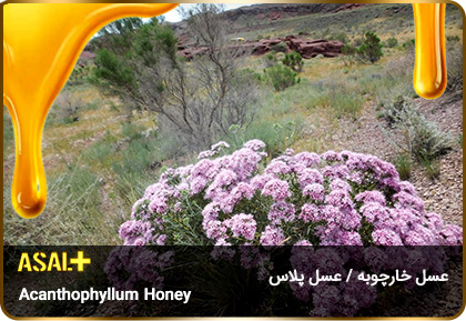 عسل-خارچوبه-acanthophyllum-Honey-عسل-پلاس