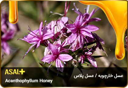 عسل-خارچوبه-acanthophyllum-Honey-عسل-پلاس