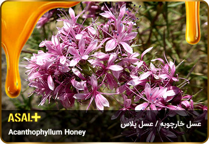 عسل-خارچوبه-acanthophyllum-Honey-عسل-پلاس