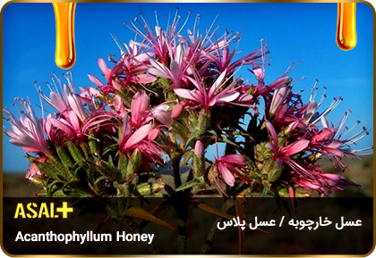 عسل-خارچوبه-acanthophyllum-Honey-عسل-پلاس