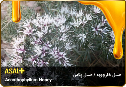 عسل-خارچوبه-acanthophyllum-Honey-عسل-پلاس