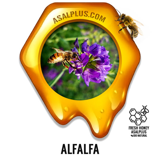 عسل-یونجه-alfalfa-honey-عسل-پلاس