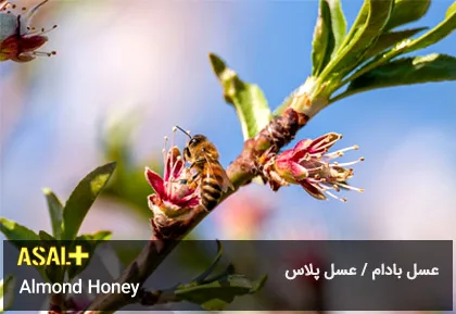 عسل بادام Almond Honey عسل پلاس 01