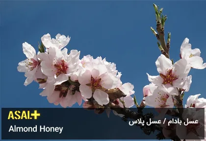 عسل بادام Almond Honey عسل پلاس 02