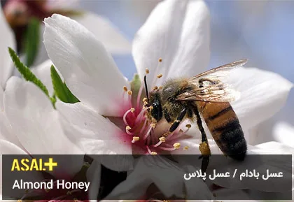 عسل بادام Almond Honey عسل پلاس 04