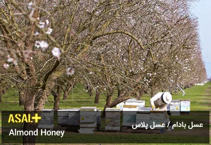 عسل بادام Almond Honey عسل پلاس 05