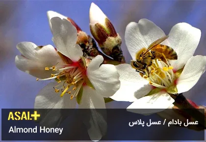 عسل بادام Almond Honey عسل پلاس 06