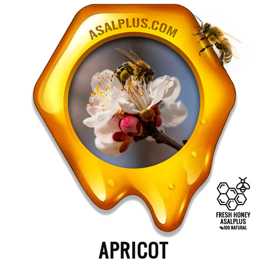 عسل-زردآلو-apricot-honey-عسل-پلاس