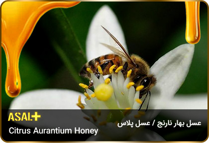 عسل-بهار-نارنج-Citrus-aurantium-honey-عسل-پلاس_01