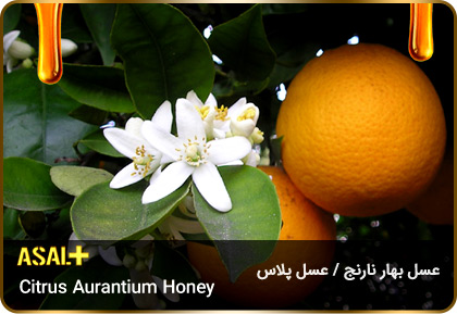 عسل-بهار-نارنج-Citrus-aurantium-honey-عسل-پلاس_02