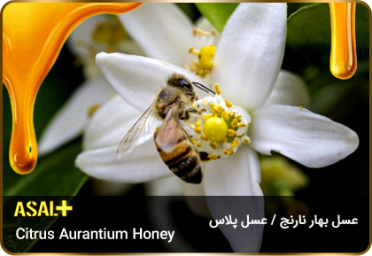 عسل-بهار-نارنج-Citrus-aurantium-honey-عسل-پلاس_04