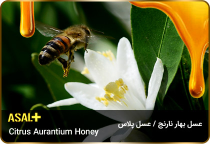 عسل-بهار-نارنج-Citrus-aurantium-honey-عسل-پلاس_06