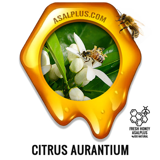 عسل-بهارنارنج-citrus-aurantium-honey-عسل-پلاس