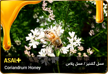 عسل-گشنیز-Coriander-honey-عسل-پلاس_01