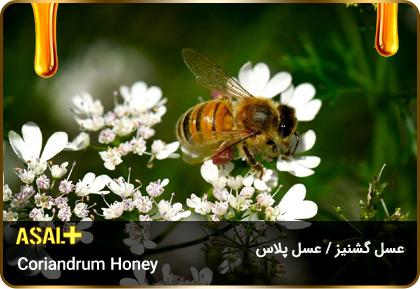 عسل-گشنیز-Coriander-honey-عسل-پلاس_02