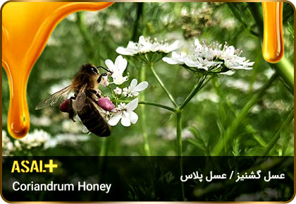 عسل-گشنیز-Coriander-honey-عسل-پلاس_04