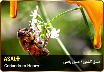 عسل-گشنیز-Coriander-honey-عسل-پلاس_06