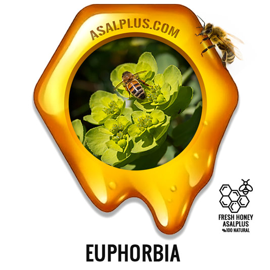 عسل-فرفیون عسل خوشیل-euphorbia-honey-عسل-پلاس