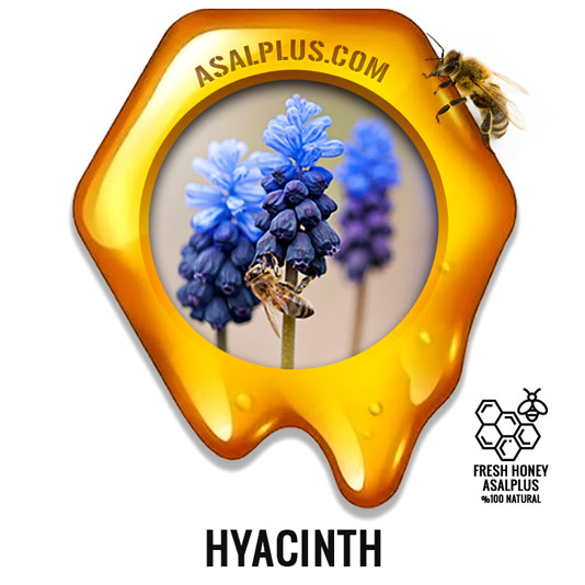 عسل-سنبل-hyacinth-honey-عسل-پلاس