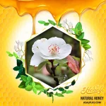 عسل لیندر - Image 2