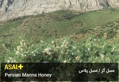عسل گز Manna Honey عسل پلاس 01