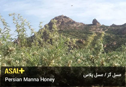 عسل گز Manna Honey عسل پلاس 02