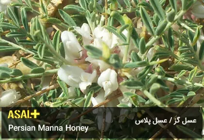 عسل گز Manna Honey عسل پلاس 03
