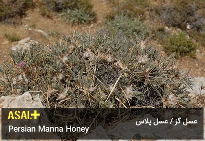 عسل گز Manna Honey عسل پلاس 04