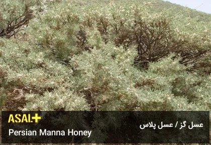 عسل گز Manna Honey عسل پلاس 06