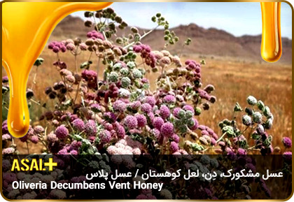 عسل-مشکورک-Oliveria-decumbens-Vent-honey-عسل-پلاس